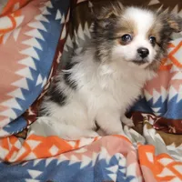 Tullius (Party), a male Pomeranian for sale in New York City, NY – Photo 3 of 7