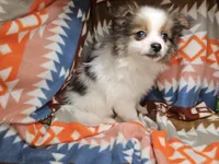 Tullius (Party), a male Pomeranian for sale in New York City, NY – Photo 3 of 7