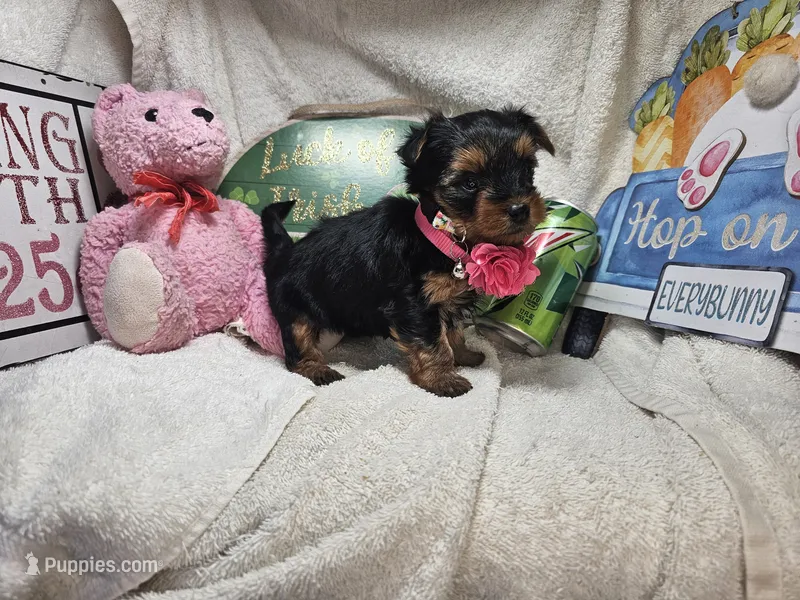 Sally (Choc & Red), a female Yorkshire Terrier for sale in New York City, NY – 1 of 5