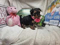 Sally (Choc & Red), a female Yorkshire Terrier for sale in New York City, NY – 1 of 5