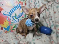Emanuel (Brindle), a male Chihuahua for sale in New York City, NY – 5 of 6