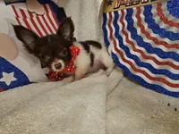 Poncho  (LH t-cup), a male Chihuahua for sale in New York City, NY – 6 of 6