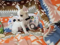 Jester, a male Chihuahua for sale in New York City, NY – Photo 6 of 6