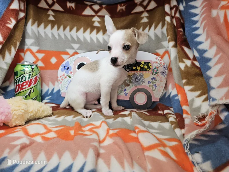Jester  – Chihuahua puppy for sale in New York City, NY