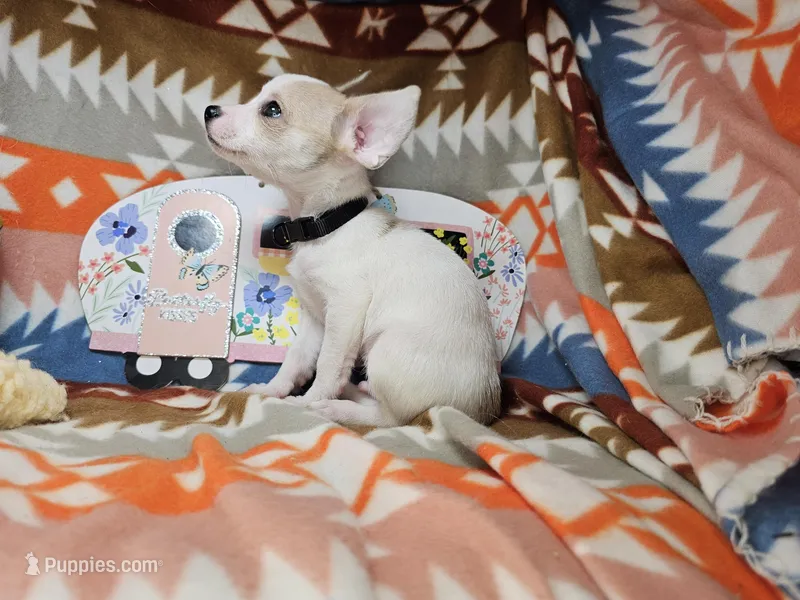 Jester – Chihuahua puppy for sale in New York City, NY