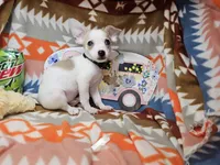 Jester, a male Chihuahua for sale in New York City, NY – Photo 5 of 6