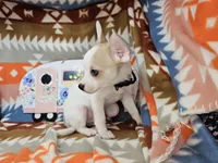 Jester, a male Chihuahua for sale in New York City, NY – Photo 2 of 6