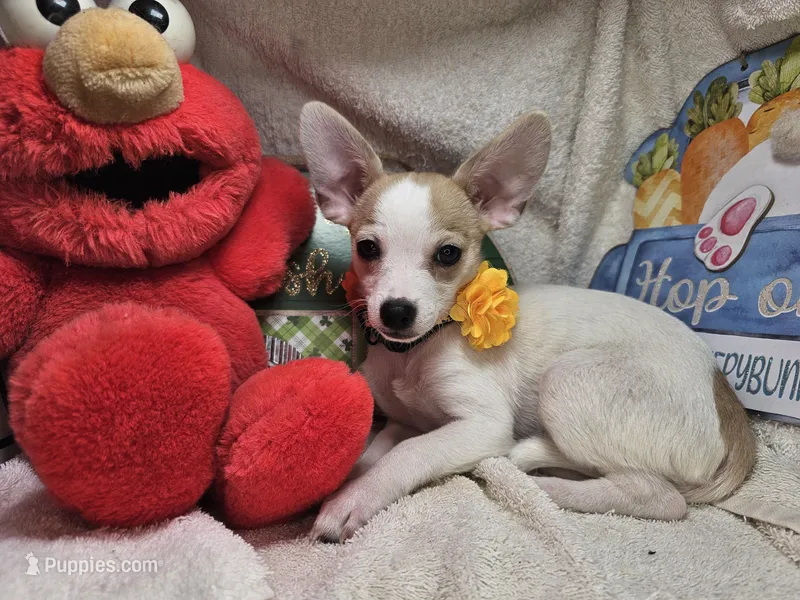 Jester  – Chihuahua puppy for sale in New York City, NY