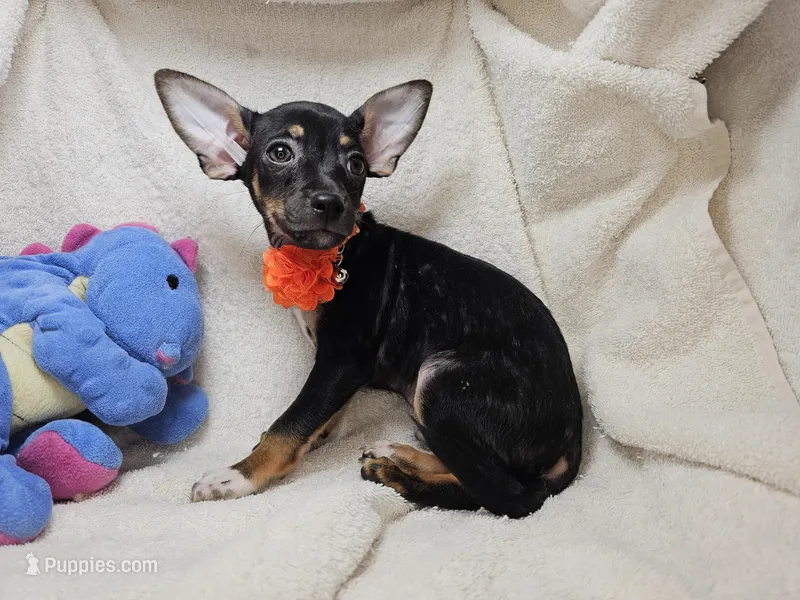 Hawk (Tri color) – Chihuahua puppy for sale in New York City, NY