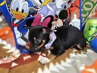 Hawk (Tri color), a male Chihuahua for sale in New York City, NY – Photo 2 of 4