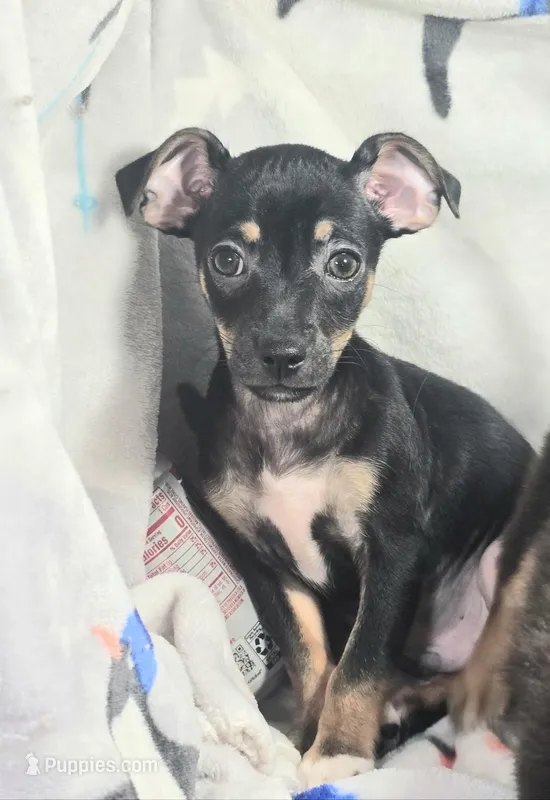 Hawk (Tri color) – Chihuahua puppy for sale in New York City, NY