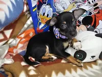 Hawk (Tri color), a male Chihuahua for sale in New York City, NY – Photo 4 of 4