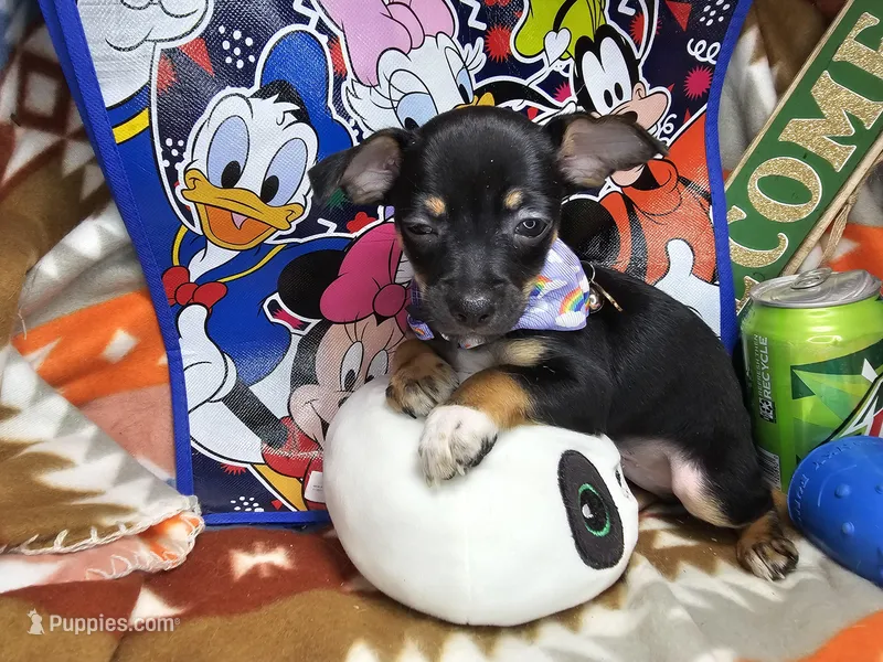 Hawk (Tri color) – Chihuahua puppy for sale in New York City, NY