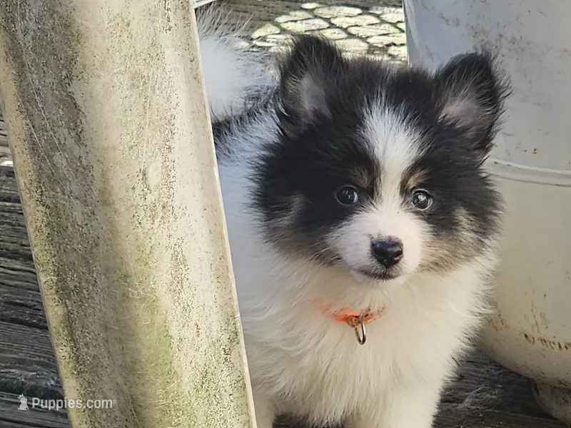 Banjo (Tri-color) – Pomeranian puppy for sale in New York City, NY