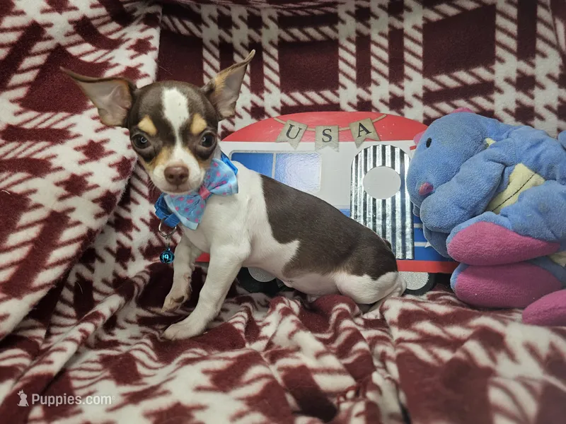 Kingston (T-cup) [Bob-Tail] – Chihuahua puppy for sale in New York City, NY