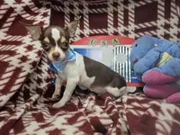 Kingston (T-cup) [Bob-Tail], a male Chihuahua for sale in New York City, NY – 3 of 9