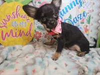 Faye (LH) T-cup [4 lbs], a female Chihuahua for sale in New York City, NY – 3 of 5