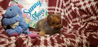 Leo , a male Pomeranian for sale in New York City, NY – 3 of 5