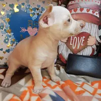 Vanilla, a female Chihuahua for sale in New York City, NY – Photo 3 of 4