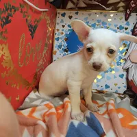Vanilla, a female Chihuahua for sale in New York City, NY – Photo 2 of 4