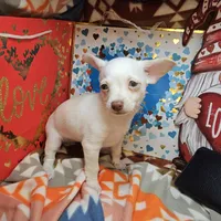 Vanilla, a female Chihuahua for sale in New York City, NY – Photo 4 of 4