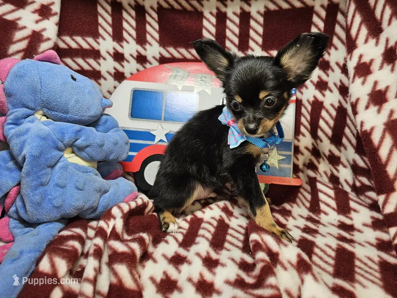 Garrett (LH B&T) – Chihuahua puppy for sale in New York City, NY