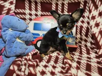 Garrett (LH B&T), a male Chihuahua for sale in New York City, NY – 1 of 5