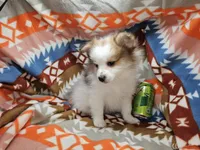 Cadence (F Party), a female Pomeranian for sale in New York City, NY – Photo 1 of 5