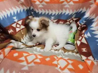 Cadence (F Party), a female Pomeranian for sale in New York City, NY – Photo 3 of 5