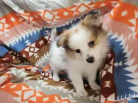 Cadence (F Party), a female Pomeranian for sale in New York City, NY – Photo 4 of 5