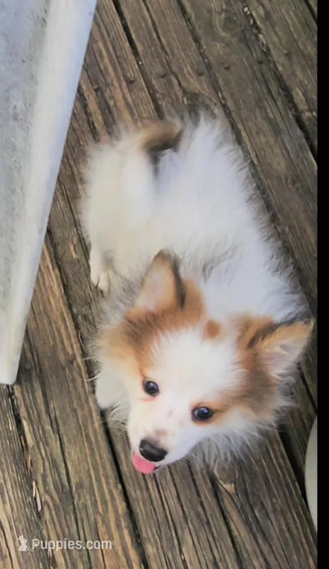 Cadence (F Party) – Pomeranian puppy for sale in New York City, NY