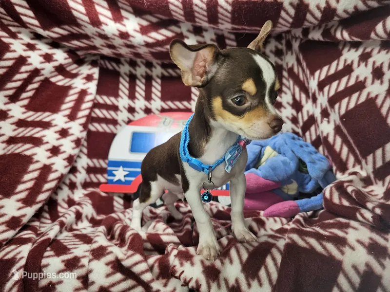 Kingston (T-cup) [Bob-Tail] – Chihuahua puppy for sale in New York City, NY
