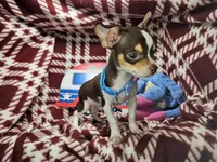 Kingston (T-cup) [Bob-Tail], a male Chihuahua for sale in New York City, NY – 1 of 9