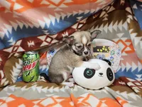 Raider (medium coat), a male Chihuahua for sale in New York City, NY – Photo 4 of 4