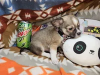Raider (medium coat), a male Chihuahua for sale in New York City, NY – Photo 3 of 4