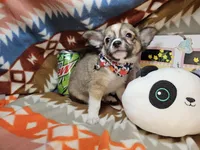 Raider (medium coat), a male Chihuahua for sale in New York City, NY – Photo 2 of 4