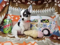 Jango (Tuxedo color), a male Chihuahua for sale in New York City, NY – Photo 6 of 6