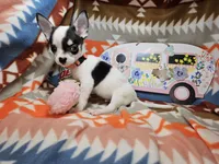 Jango (Tuxedo color), a male Chihuahua for sale in New York City, NY – Photo 3 of 6