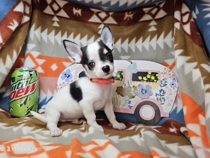Jango (Tuxedo color) – Chihuahua puppy for sale in New York City, NY