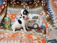 Jango (Tuxedo color), a male Chihuahua for sale in New York City, NY – Photo 4 of 6