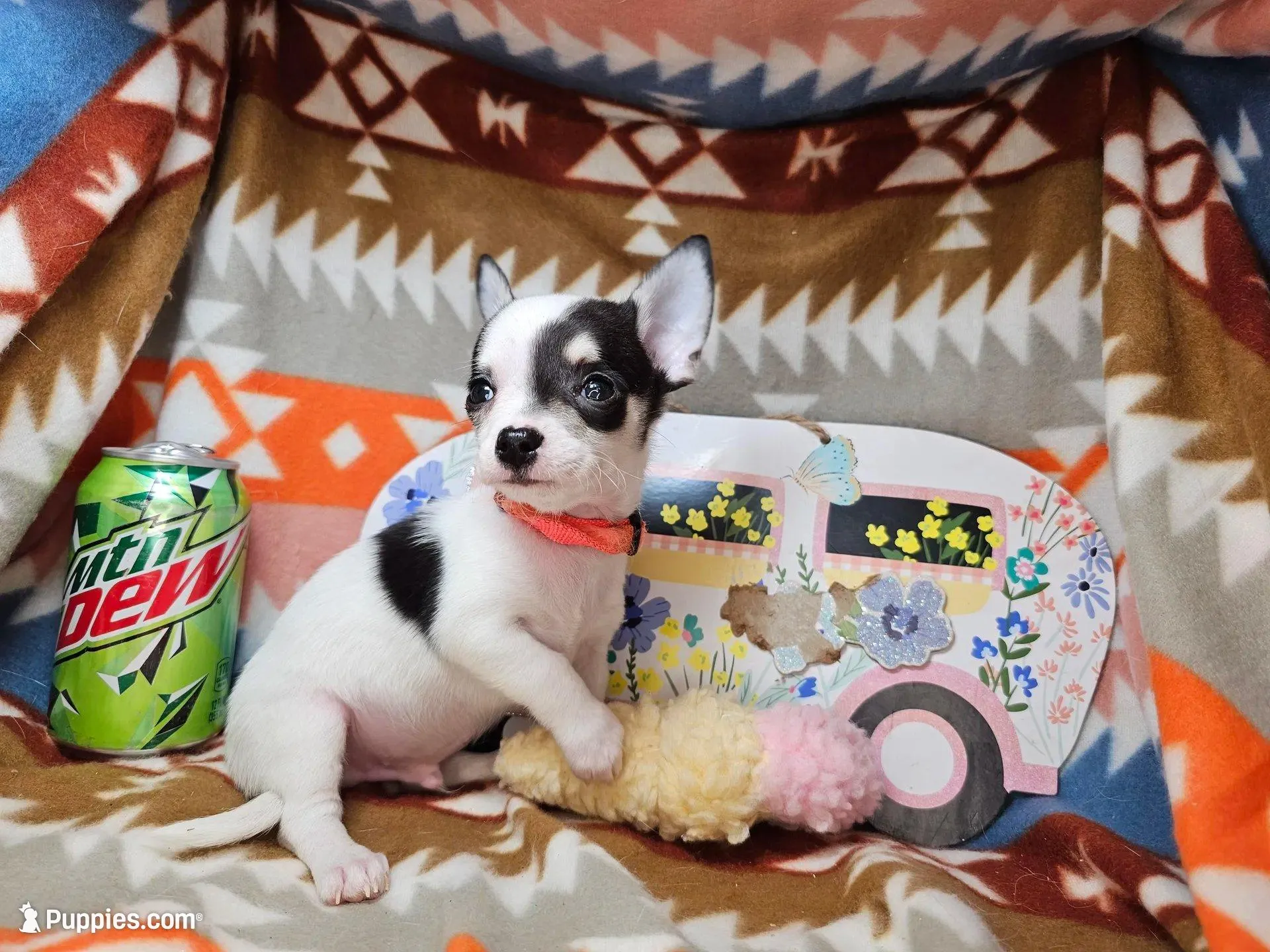 Jango (Tuxedo color), a male Chihuahua for sale in New York City, NY – Photo 5 of 6