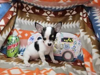 Jango (Tuxedo color), a male Chihuahua for sale in New York City, NY – Photo 2 of 6