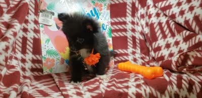 Lex, a male Pomeranian for sale in New York City, NY – 6 of 6