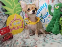 Sully (LH), a male Chihuahua for sale in New York City, NY – 7 of 7