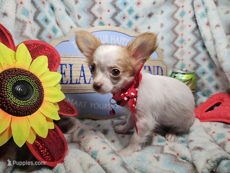 Cricket (LH)(4½ lbs), a male Chihuahua for sale in New York City, NY – 1 of 5