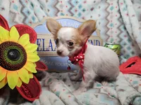 Cricket (LH)(4½ lbs), a male Chihuahua for sale in New York City, NY – 1 of 5