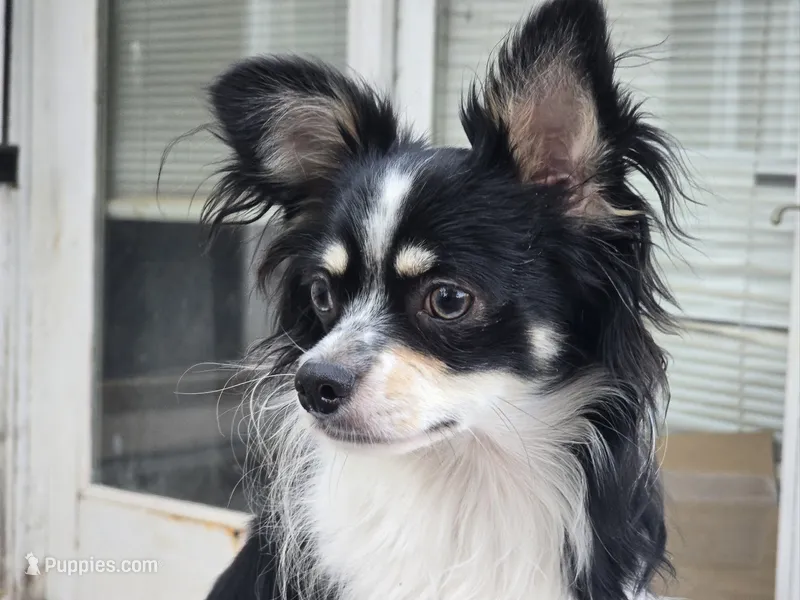 Bamboo [Hold] (Neutered), a male Pomchi for sale in New York City, NY – 1 of 3
