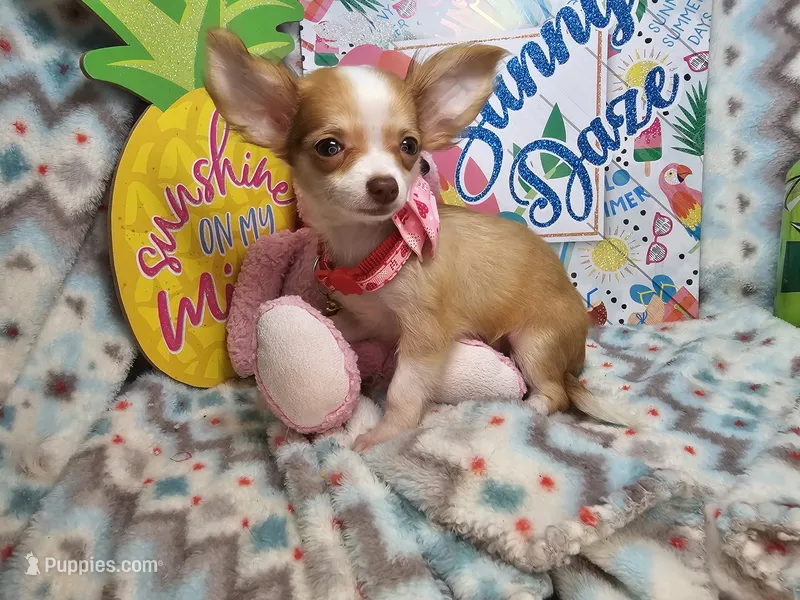 Samantha (LH) T-Cup – Chihuahua puppy for sale in New York City, NY