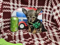 Gopher (LH), a male Chihuahua for sale in New York City, NY – 3 of 6