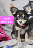 Goldie (F LH T-cup), a female Chihuahua for sale in New York City, NY – 4 of 7